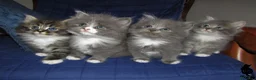 Siberiano gatti in vendita: Gattini di siberiano e neva masquerade - Annuncio 2
