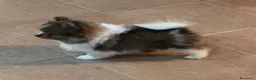 Spitz cani in vendita: Spitz di Pomerania  - Annuncio 4