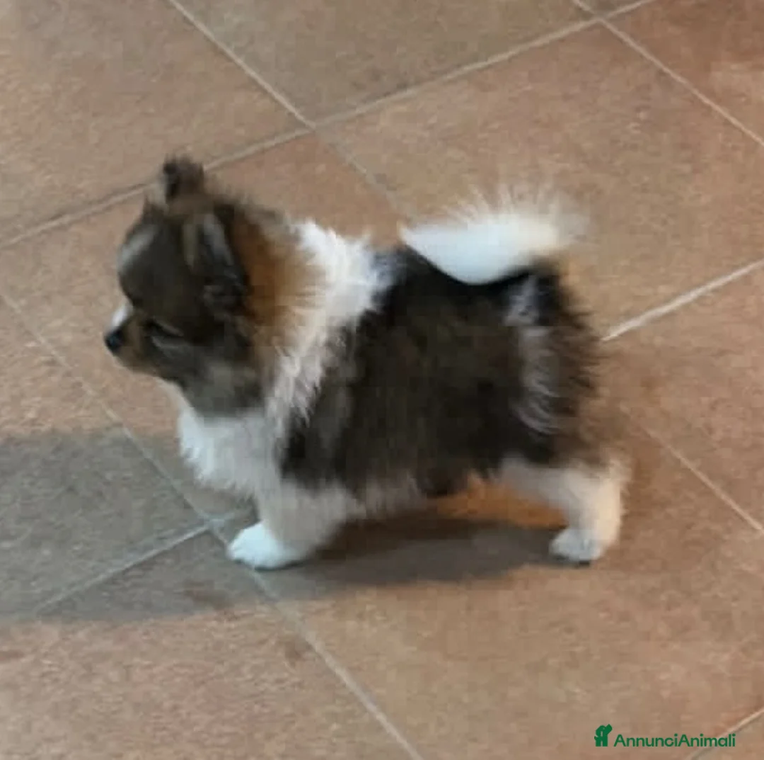 Spitz cani in vendita: Spitz di Pomerania  - Annuncio 4