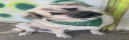 Meticcio cani in regalo: Gianni 12/15mesi tg .equa salvato 6mesi fa LECCO - Annuncio 2