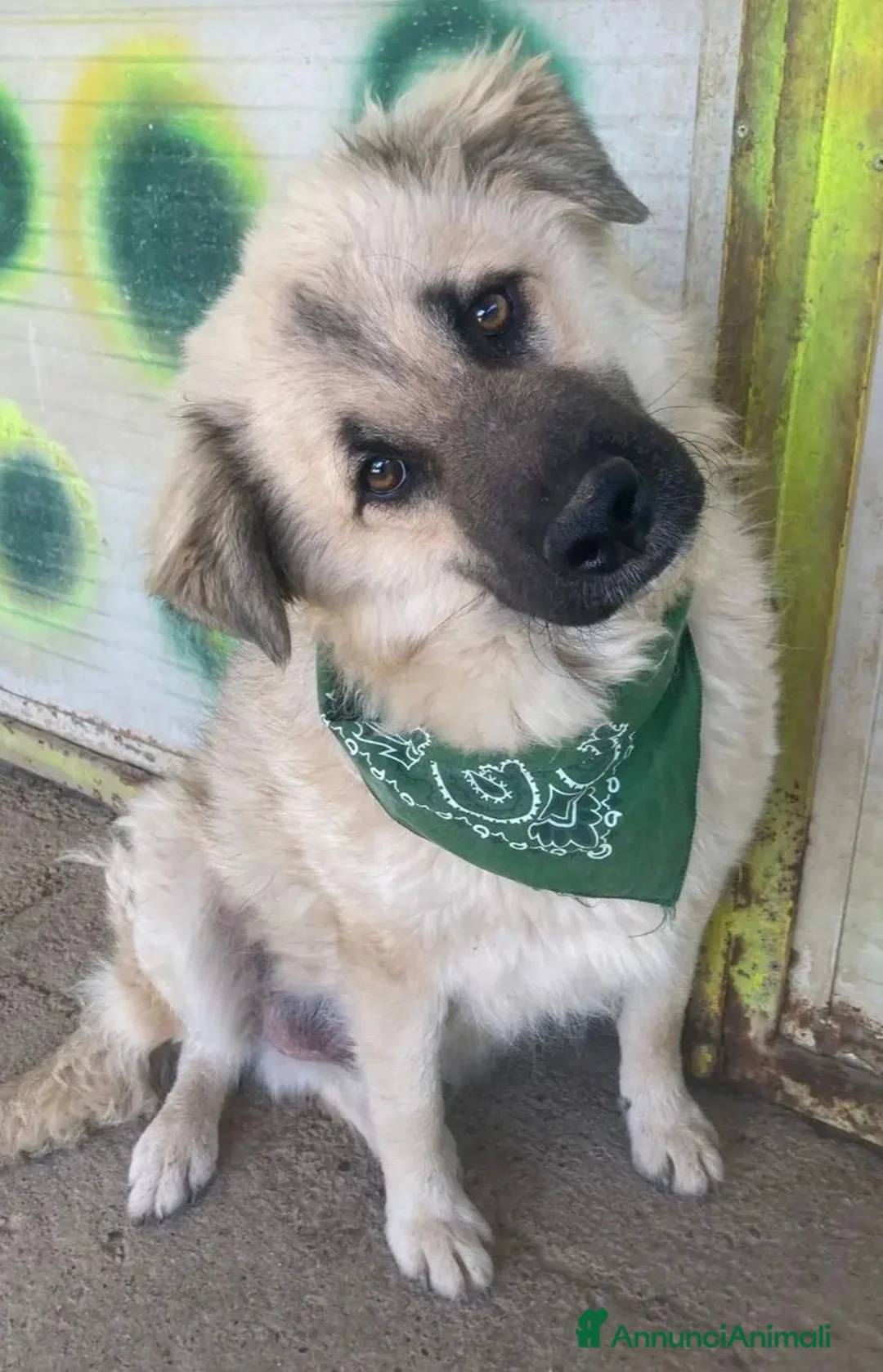 Meticcio cani in regalo: Gianni 12/15mesi tg .equa salvato 6mesi fa LECCO - Annuncio 2