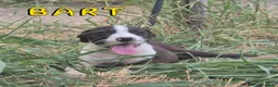 Meticcio cani in regalo: LISA 🩷 PEPERINA QUANTO BASTA 😊 a Provincia di Lucca - Annuncio 5
