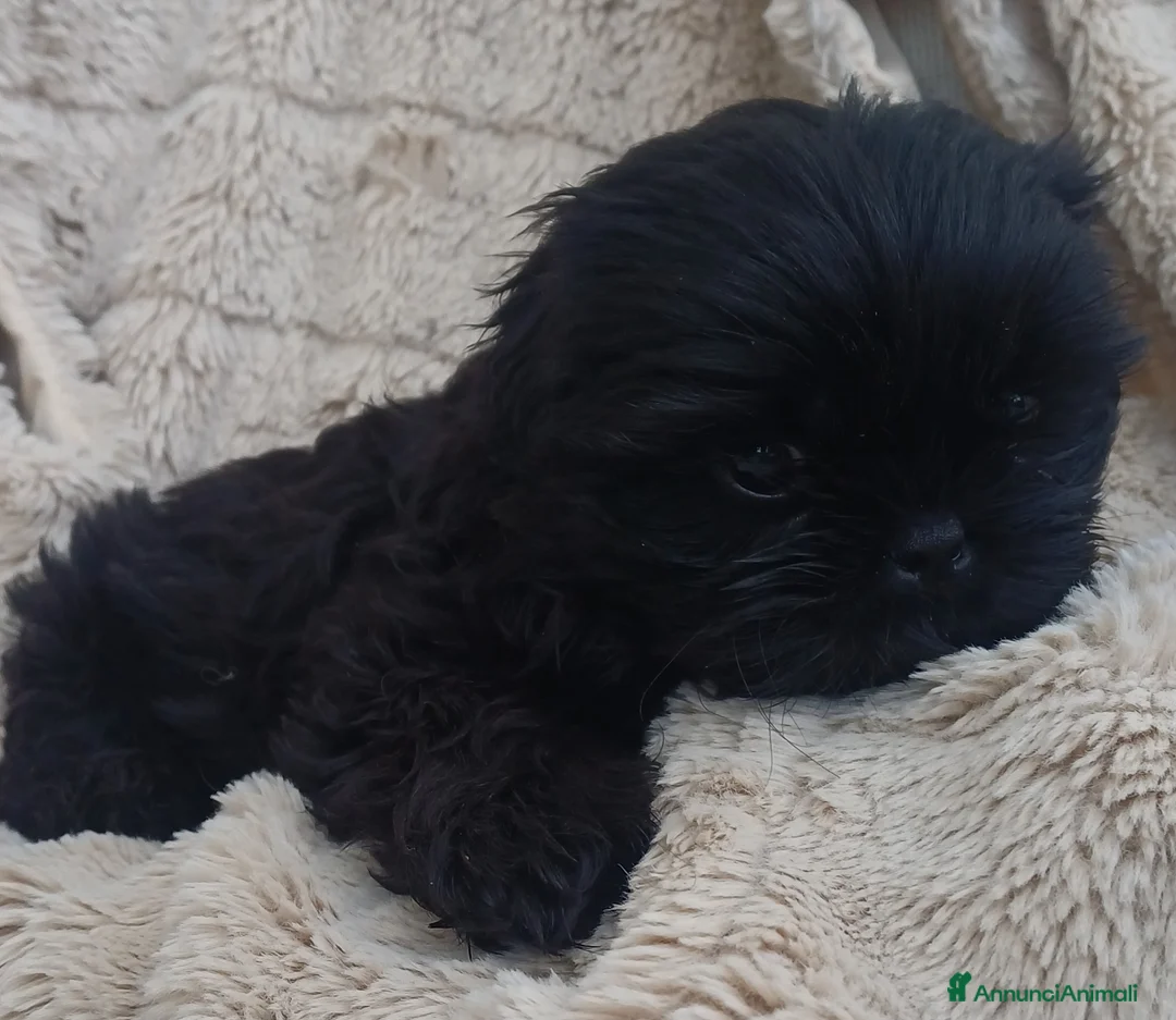 Shih Tzu cani in vendita: Cucciolo shih-tzu shitzu shihtzu con pedigree  - Annuncio 7