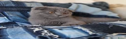 Scottish gatti in vendita: Cuccioli Scottish fold e straight.  - Annuncio 2