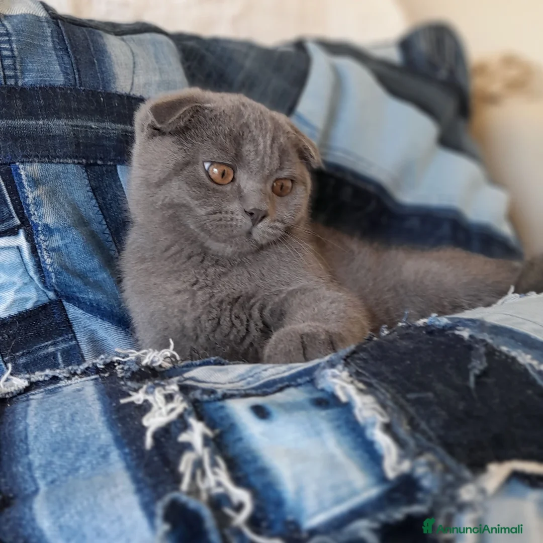 Scottish gatti in vendita: Cuccioli Scottish fold e straight.  - Annuncio 2