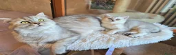 Scottish gatti in vendita: Ultimissimo cucciolo scottish silver - Annuncio 2