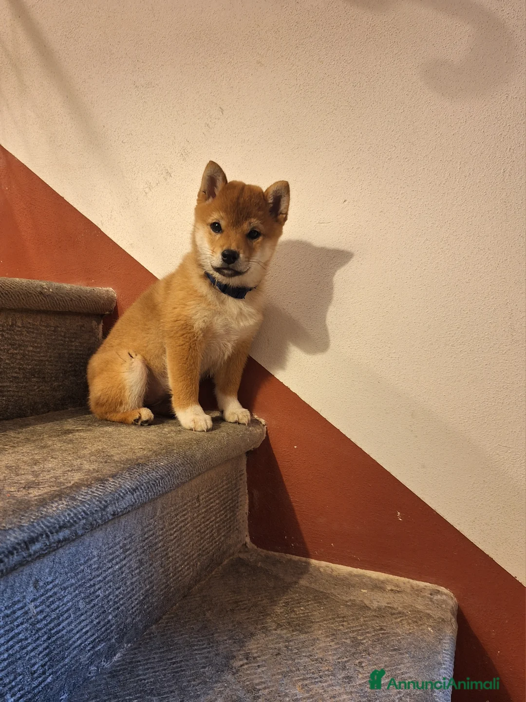 Shiba Inu cani in vendita: Ultima femmina rossa shiba inu disponibile - Annuncio 6