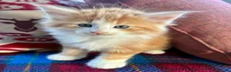 Norvegese gatti in vendita: cucciolo norvegese delle foreste - Annuncio 3