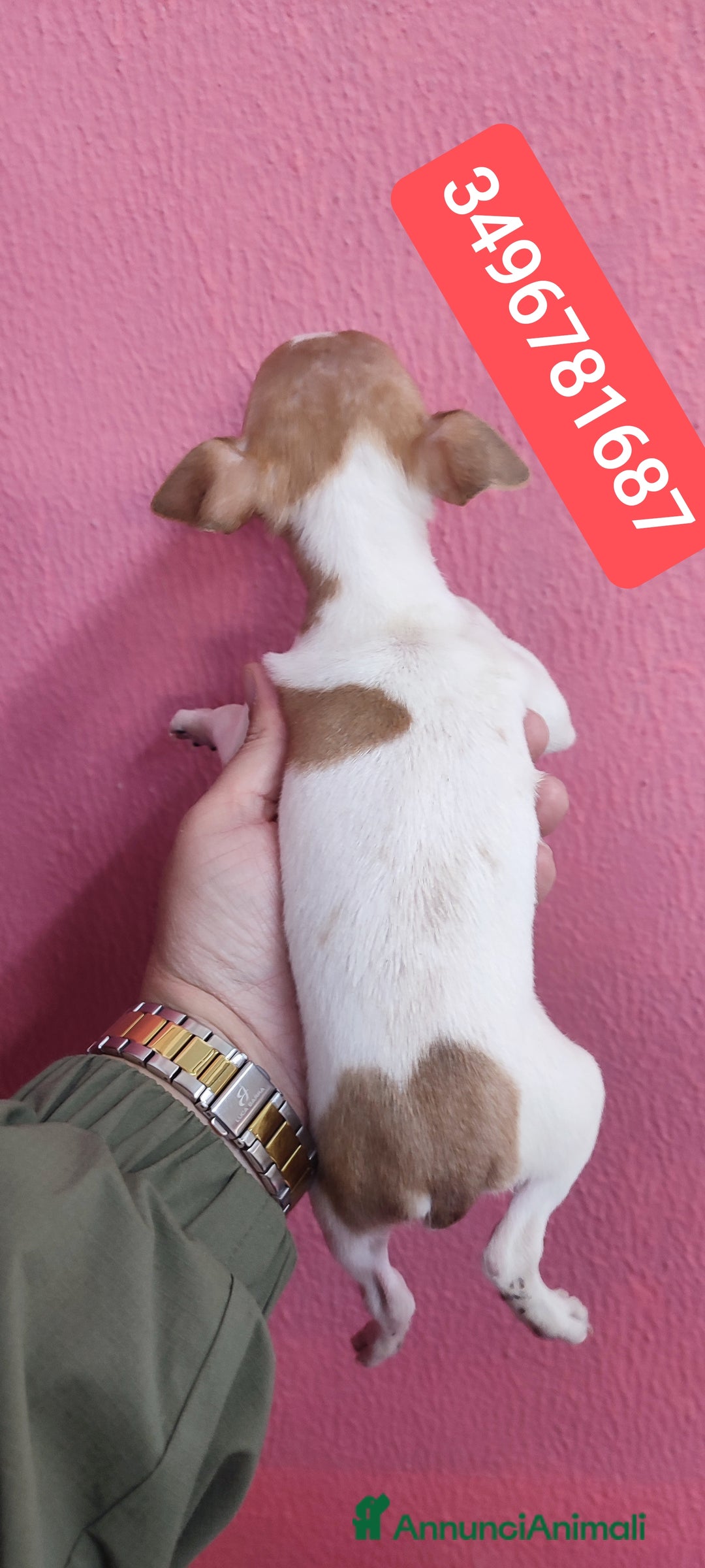 Chihuahua cani in vendita: CHIHUAHUA ultimi coccolini - Annuncio 2