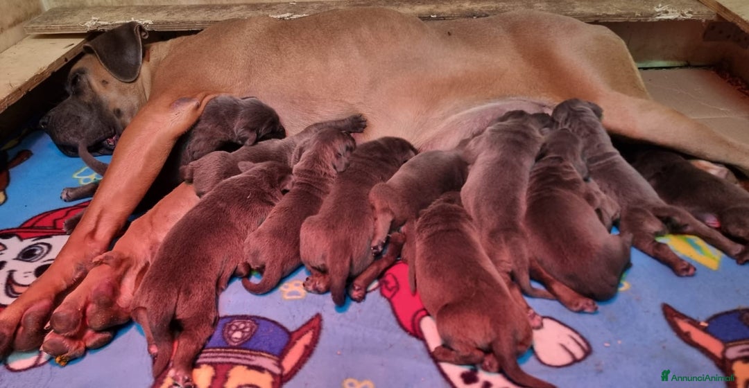 Cane Corso cani in vendita: Cuccioli di cane corso - Annuncio 1