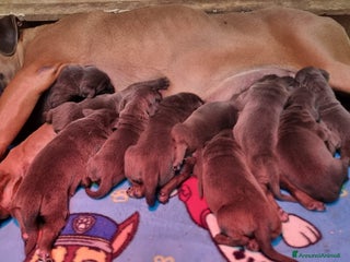 Cane Corso cani Cuccioli di cane corso - Annuncio 4