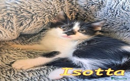 Europeo gatti in regalo: ISOTTA - Immagine 3