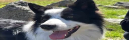 Border Collie cani per accoppiamento: Cerco fidanzata per accoppiamento! a Provincia di Varese - Annuncio 3