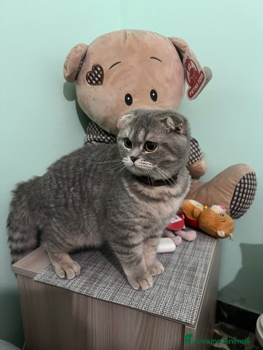British gatti in vendita: British Short Hair and Scottish fold  a Provincia di Verona - Immagine 11