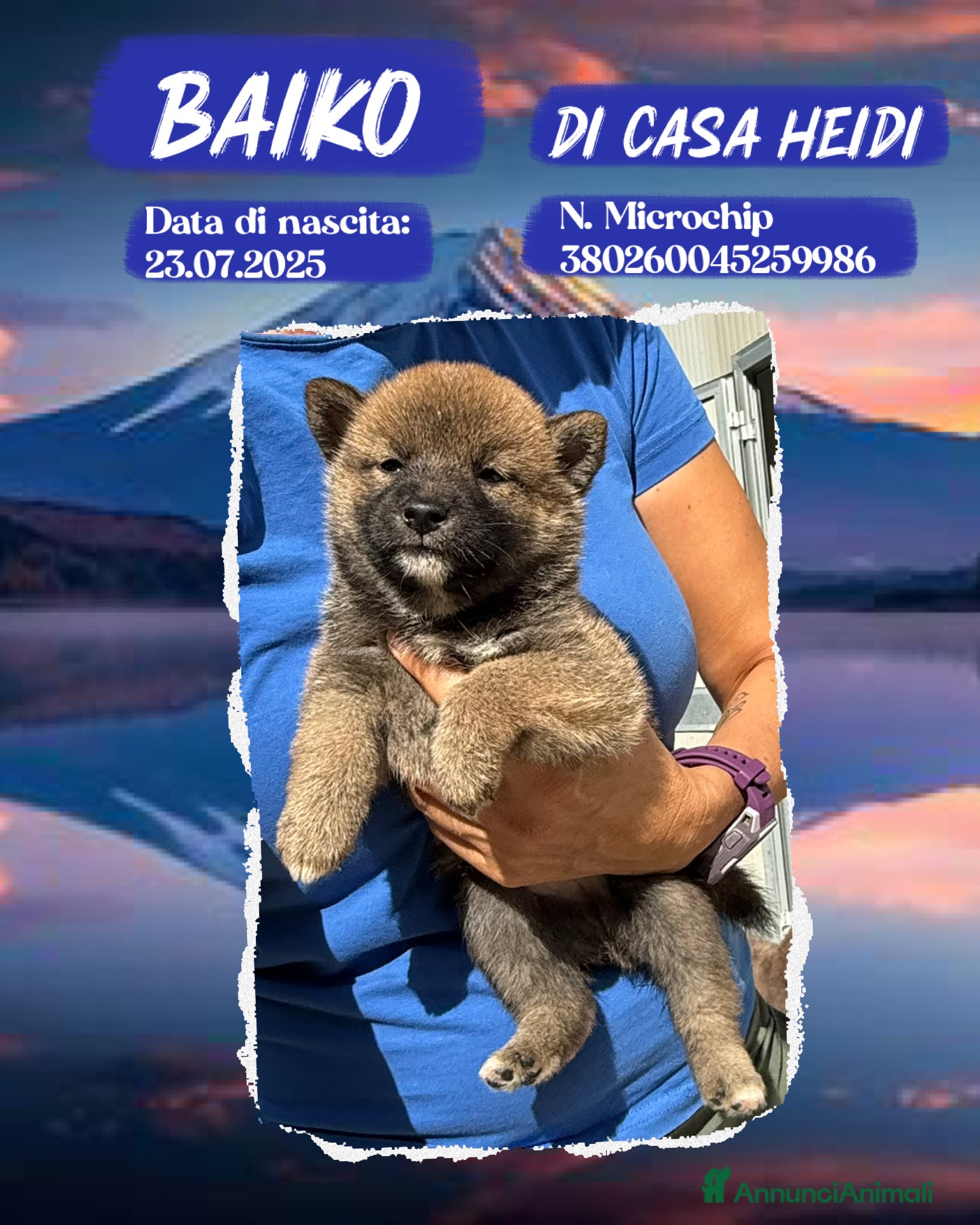 Shiba Inu cani Shiba inu rosso fulvi con pedigree ENCI  - Annuncio 1