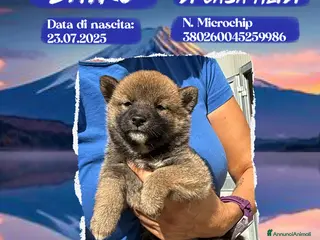 Shiba Inu cani Shiba inu rosso fulvi con pedigree ENCI - Annuncio 2
