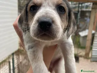 Segugio cani ADOTTA CELIA - Annuncio 6