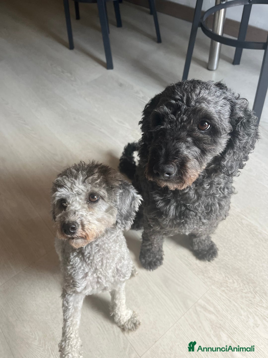 Barboncino cani in vendita: barboncini - Immagine 3