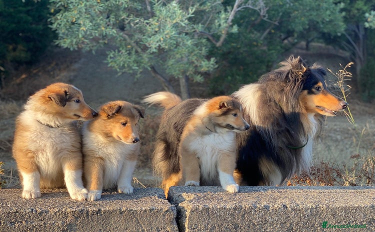 Collie cani a Città metropolitana di Messina - Annuncio 18