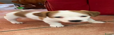 Jack Russell 6