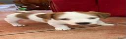 Jack Russell cani in vendita: 7 stupendi cuccioli di Jack Russell a Provincia della Spezia - Annuncio 9