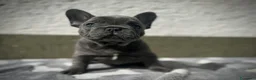 Bulldog Francese cani in vendita: Bulldog francese blu e blu fawn - Annuncio 6