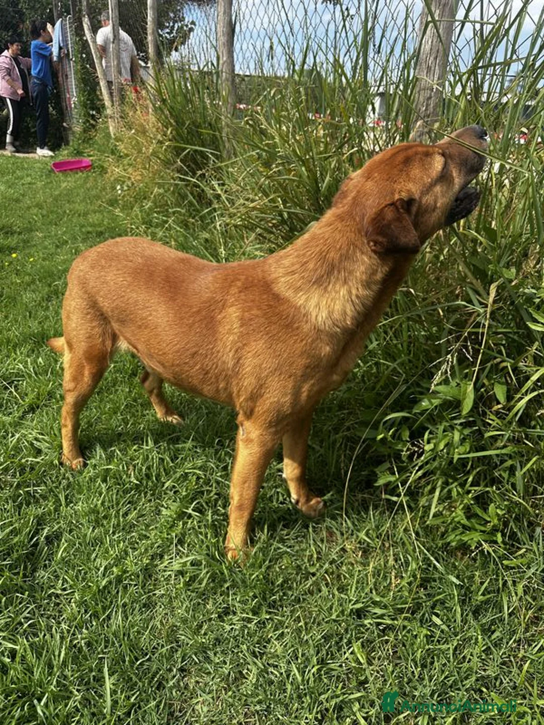 Meticcio cani in regalo: Frizzante e simpatico Orazio a Provincia di Latina - Annuncio 3