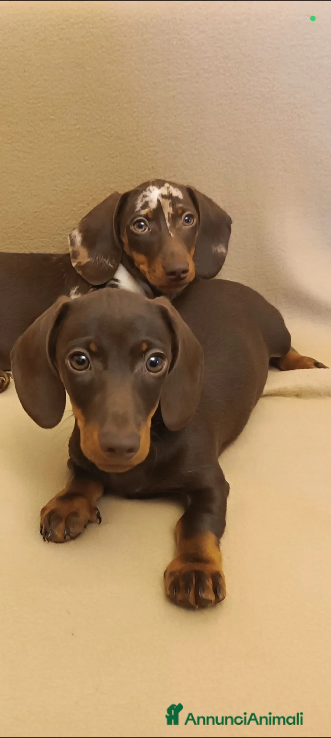 Bassotto cani in vendita: Cucciolo bassotto cioccolato.  - Annuncio 2