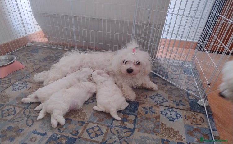 Maltese cani a Città metropolitana di Roma Capitale - Annuncio 19