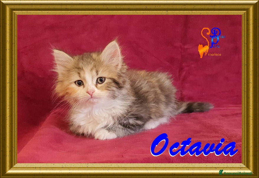 Siberiano gatti cuccioli gattini siberiani - Annuncio 1