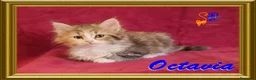 Siberiano gatti in vendita: cuccioli gattini siberiani - Annuncio 1