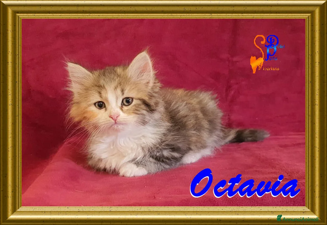 Siberiano gatti in vendita: cuccioli gattini siberiani - Annuncio 1