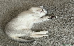 British gatti in vendita: Fantastici Gattine British-Scottish a Città Metropolitana di Firenze - Immagine 11