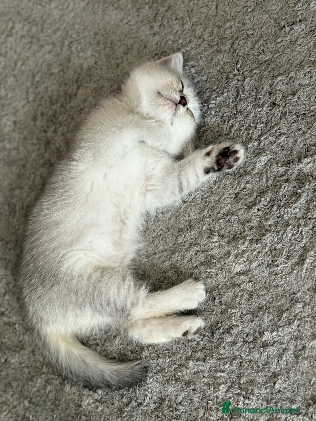 British gatti in vendita: Fantastici Gattine British-Scottish a Città Metropolitana di Firenze - Immagine 11