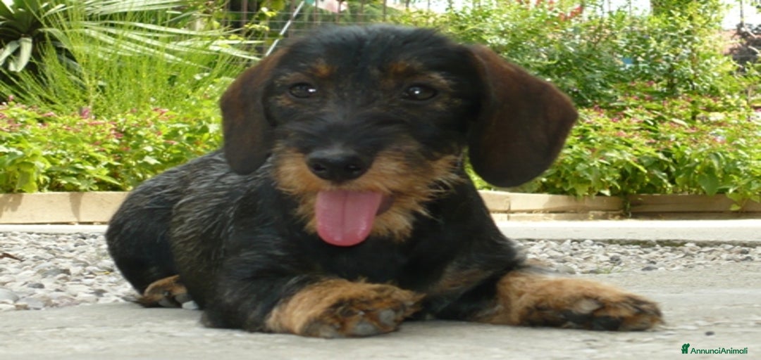 Immagine della galleria {{count}}