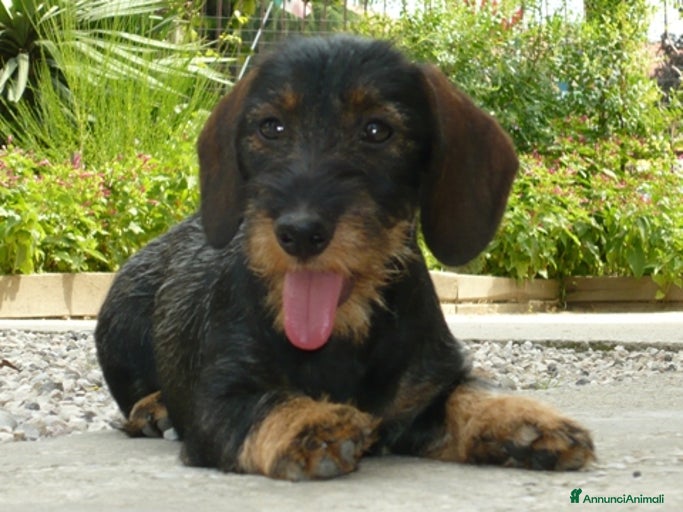 Immagine della galleria {{count}}