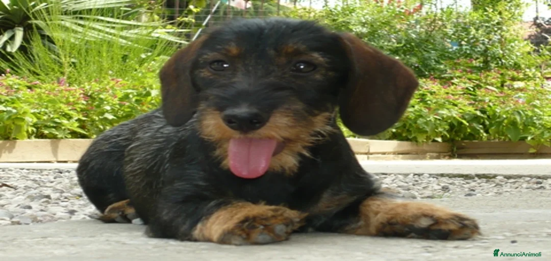 Immagine della galleria {{count}}