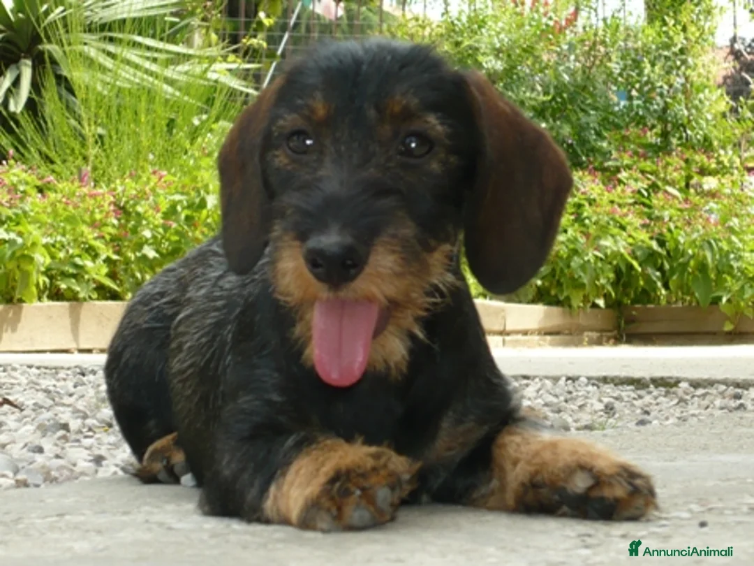 Immagine della galleria {{count}}