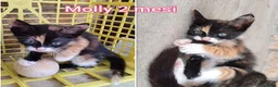 Altre razze gatti in regalo: GATTINI ABBANDONATI: EMERGENZA  a Città metropolitana di Milano - Annuncio 7