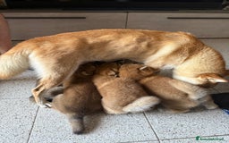 Shiba Inu cani in vendita: Cuccioli Sbiba Inu  - Immagine 6