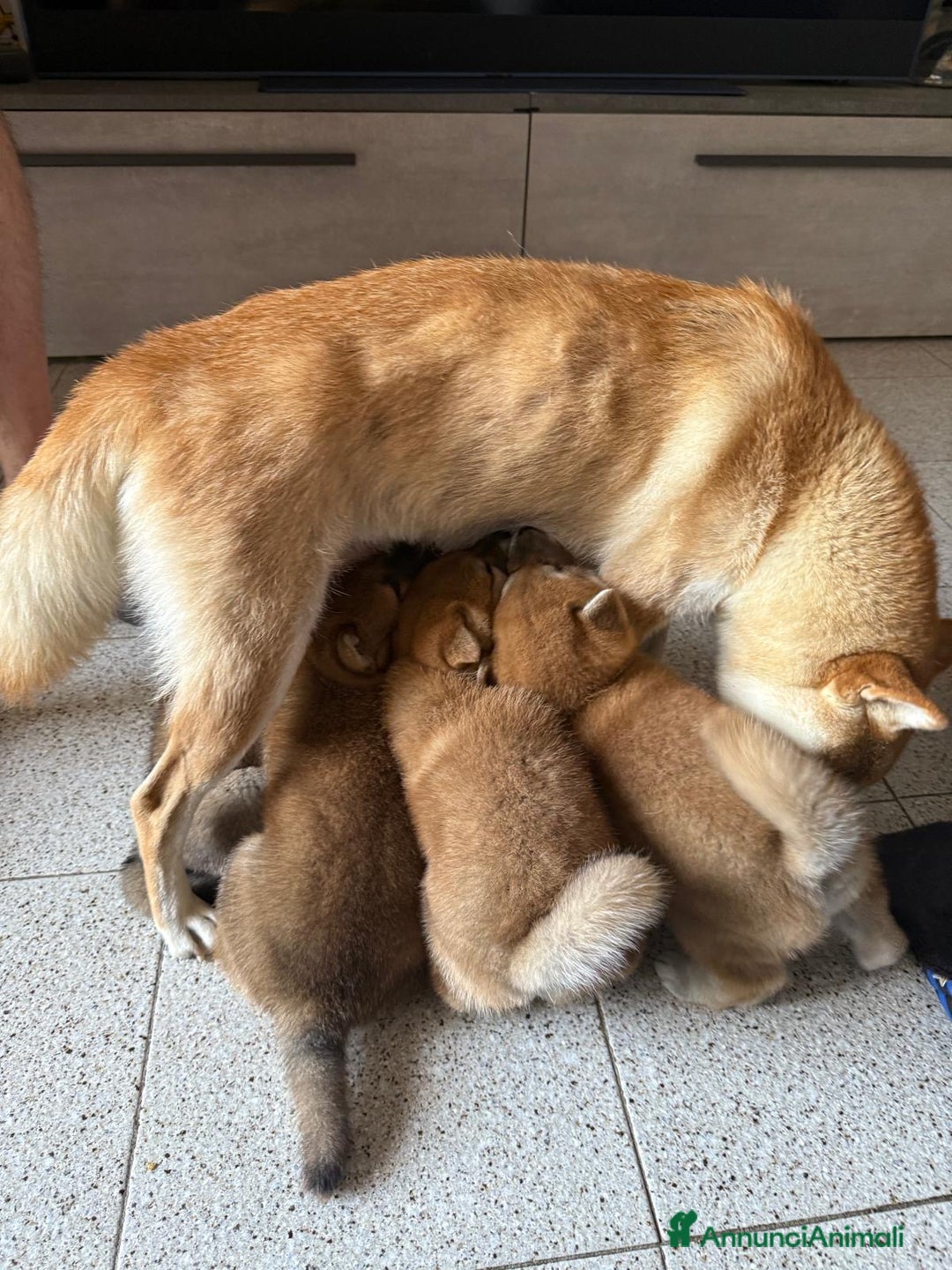 Shiba Inu cani in vendita: Cuccioli Sbiba Inu  - Immagine 6