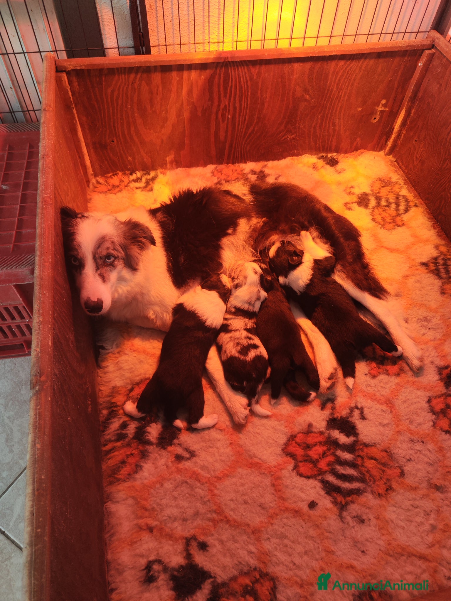 Border Collie cani CUCCIOLI DI BORDER COLLIE ALTA GENEALOGIA - Annuncio 30