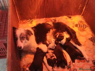 Border Collie cani CUCCIOLI DI BORDER COLLIE ALTA GENEALOGIA - Annuncio 30