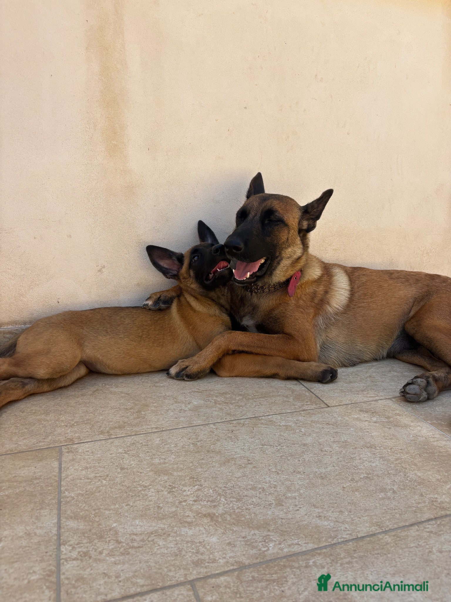 Pastore Belga cani Vendesi cuccioli di Pastore belga malinois - Annuncio 2