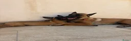 Pastore Belga cani in vendita: Vendesi cuccioli di Pastore belga malinois - Annuncio 1
