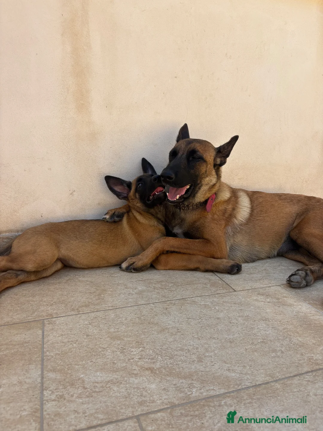 Pastore Belga cani in vendita: Vendesi cuccioli di Pastore belga malinois - Annuncio 1