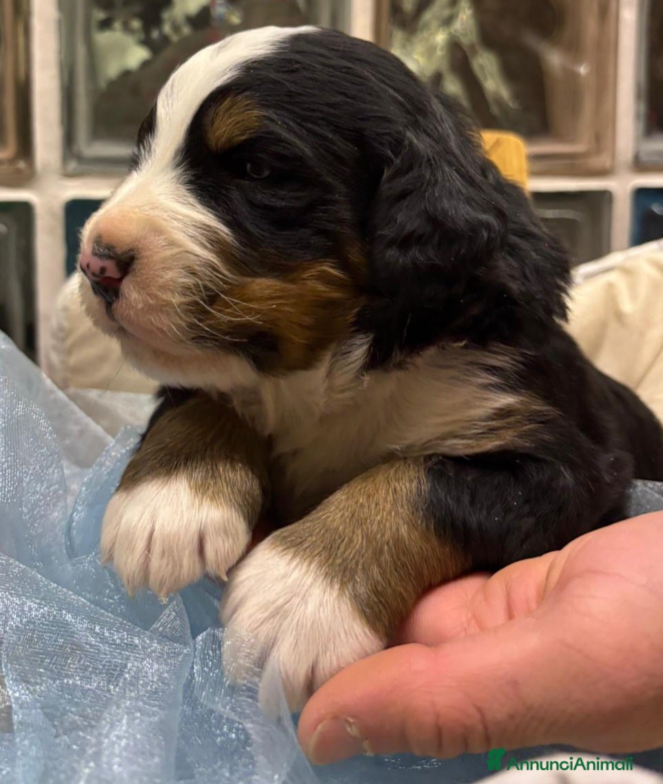 Bovaro del Bernese cani BOVARO DEL BERNESE  - Annuncio 6