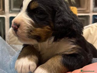Bovaro del Bernese cani BOVARO DEL BERNESE - Annuncio 6