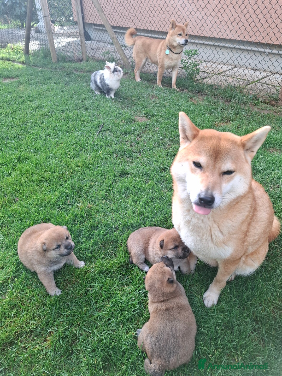 Shiba Inu cani in vendita: Cuccioli Shiba Inu - Annuncio 3