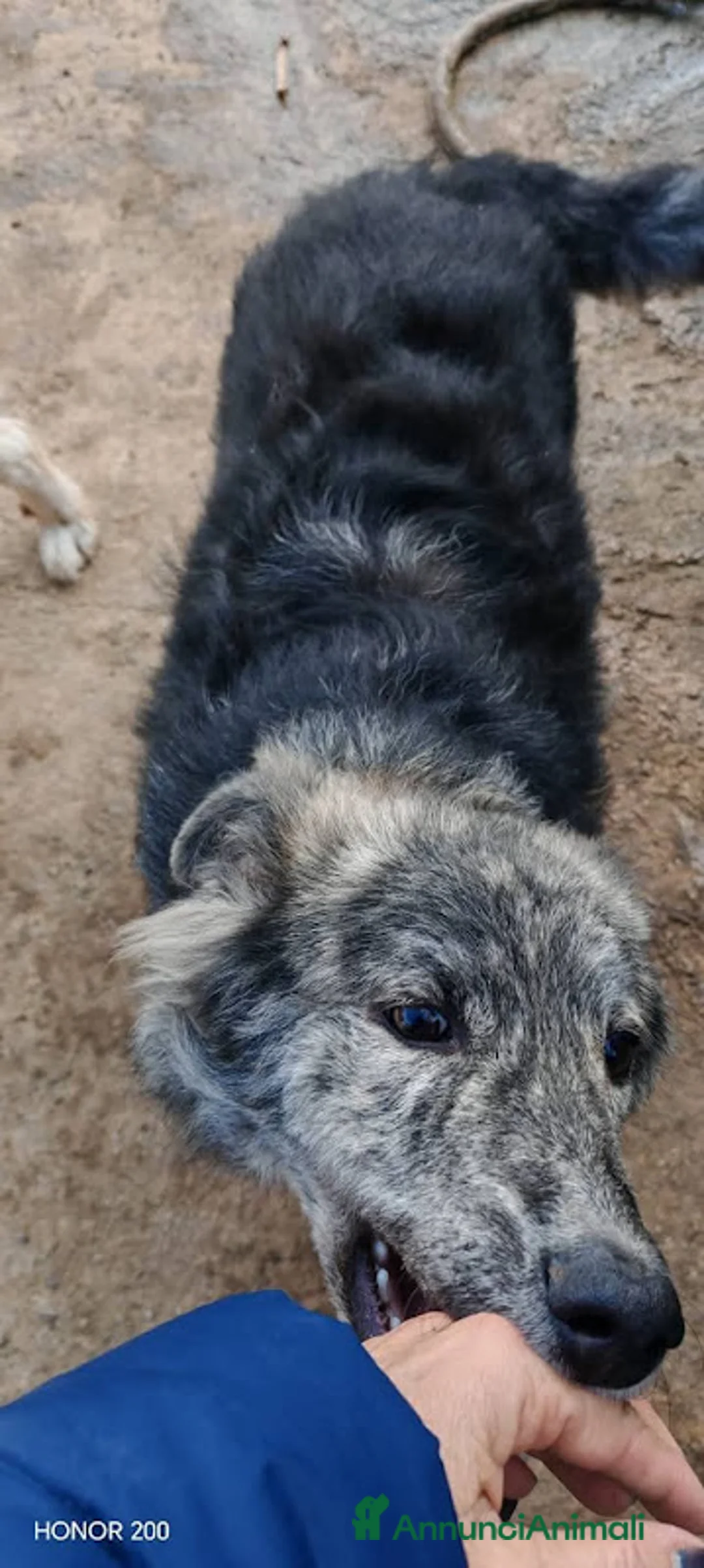 Meticcio cani in regalo: 10 MESI 15 CHILI, DOLCE E MORBIDO GREY - Annuncio 11